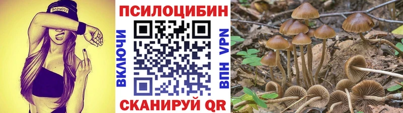 Купить  Торжок  Галлюциногенные грибы Psilocybe 
